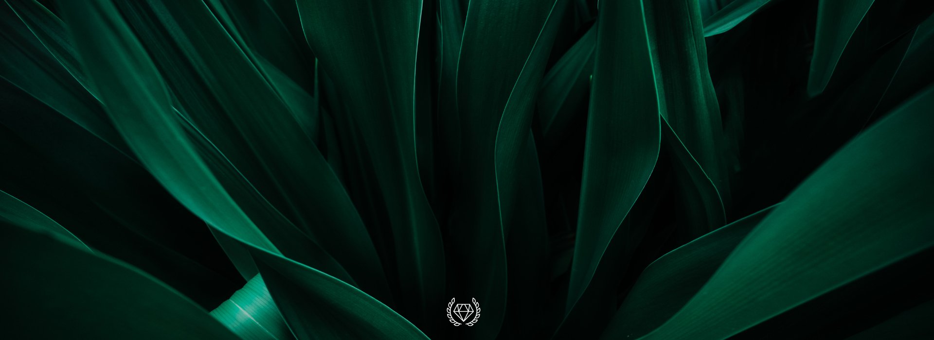 NATKINA Exclusive — Wild Essence - Natkina